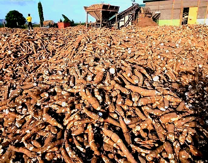 Cassava Processing